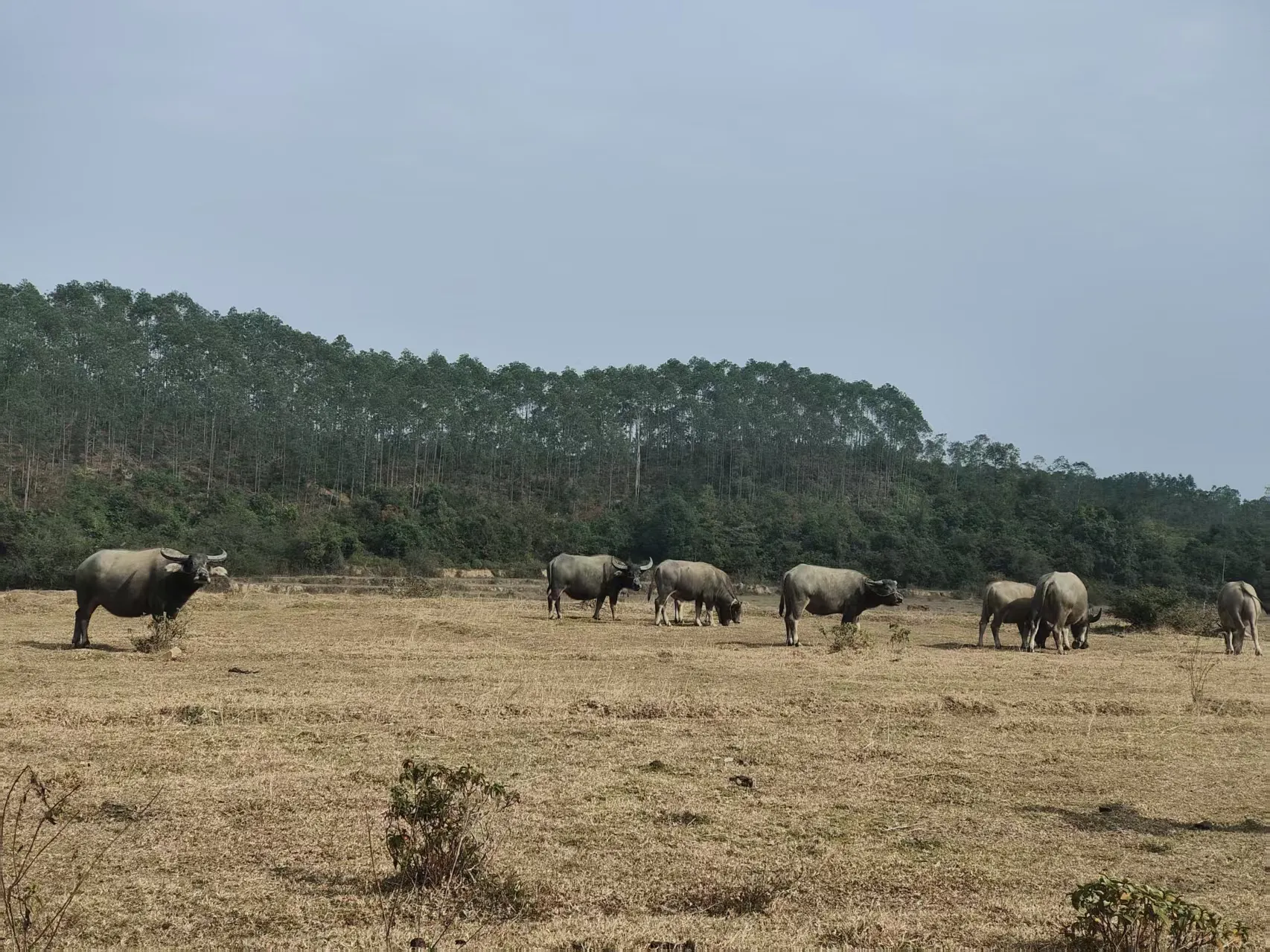 tea-picking experience6